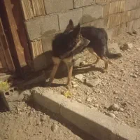 ژرمن ماده هشت ماهه