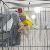 گلدین سهره رنگین کمانی