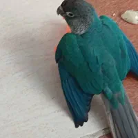 طوطی گرینچیک گمشده