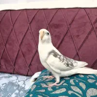 عروس هلندی گمشده سفید دستی محدوده برازنده الهیه|حیوانات|اصفهان, الهیه|دیوار