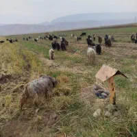 بزا بی بز ابس|حیوانات مزرعه|دره شهر, |دیوار