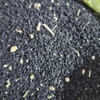 پخش عمده و خرده تخم تره سرت تمیز اعلا