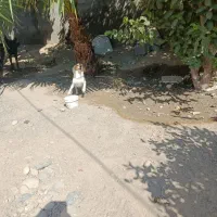 سگ‌‌پامر ماده