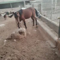 سه عدد مادیان عشایری معاوضه با گوسفند وبز|اسب و تجهیزات اسبسواری|گیلان غرب, |دیوار