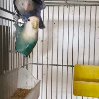 یک جفت کوتوله مولد