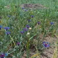 زمین-کشاورزی-در-لوکیشن-خیلی-خوب