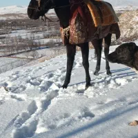 اسب نریان دوخون|اسب و تجهیزات اسب‌سواری|بجنورد, |دیوار