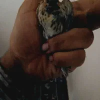 سهره گلبسر نره بخون|پرنده|شاهین‌شهر, عطار|دیوار