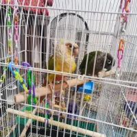 تعدادی پرنده زینتی