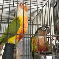 مولد گرینچیک