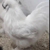 تخم مرغ نطفه دار مرغ ابریشمی|حیوانات مزرعه|تهران, نارمک جنوبی|دیوار