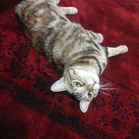 واگذاری گربه