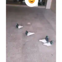 کبوتر نقش