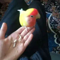 جفت کوتوله بزریلی رنگ کمیاب وبازیگوش با قفس