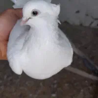 ی جفت کفتر سفید چش سفید و نوک قناری با ی جوجه