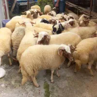 گوسفند چاق نر|حیوانات مزرعه|نوشهر, |دیوار