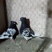 کفتر کله سیاه