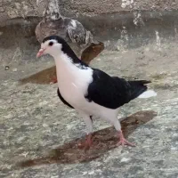 کفتر. فروشی .معاوضه