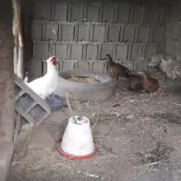 مرغ‌وخروس‌زینتی‌