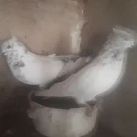 کبوتر پرشی اس|پرنده|مهدی شهر, |دیوار