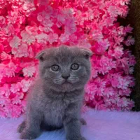 گربه رنگ خاکستری نژاد اسکاتیش فلد|گربه|آمل, |دیوار