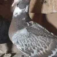 یک جفت جوجه المانی