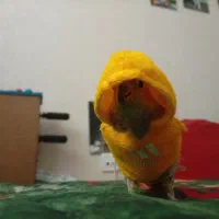 عروس هلندی ماده بالغ