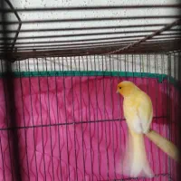 قناری نرو ماده مست شلاقی سهر