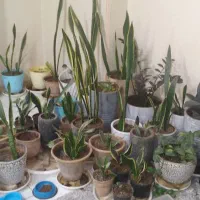 گل خانگی با بهترین خاک و گلدان