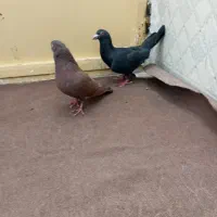 دو عدد نر المانی و افغانی