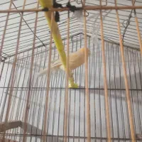 قناری ماد فروشی