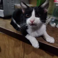 واگذاری گربه|گربه|قم, نخودی|دیوار