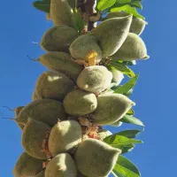 مرکز تخصصی نهال بادام دیر گل در استان فارس