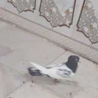 سینه سیاه و کله دم‌سیاه صفت هردو نر|پرنده|اهواز, فتح|دیوار