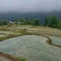 فروش مزرعه سنتی آماده به نشا و نشاکاری شده