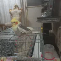 عروس هلندی|پرنده|فردیس, شهرک سپاه|دیوار