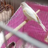 ماده قناری سفید برفکی