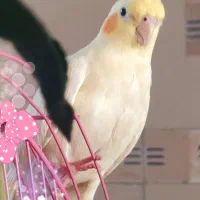 گمشده|حیوانات|همدان, |دیوار