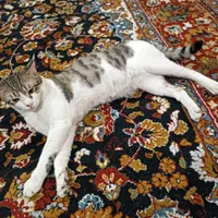 گربه نر