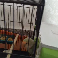 طوطی برزیلی|پرنده|گلستان (تهران), |دیوار