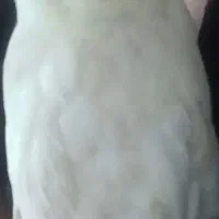 گمشده عروس هلندی|حیوانات|تهران, دکتر هوشیار|دیوار