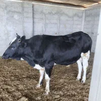 گوساله چاق ریزقلم