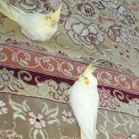 یک جفت عروس هلندی نر وماده دستی