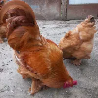 مرغ و خروس برهما و تخم برهما