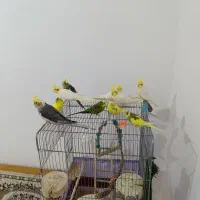 عروس هلندی لوتینو نروماده سروحال و آس ومرغ عشق|پرنده|قزوین, |دیوار