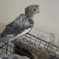 عروس هلندی|پرنده|تهران, افسریه شمالی|دیوار