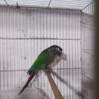 طوطی گرینچیک ماده بالغ کارداده|پرنده|فریدون‌کنار, |دیوار