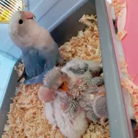 طوطی برزیلی اوپال ابی با جوجه
