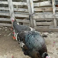 بوقلمون و خروس