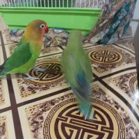 طوطی بریزلی|پرنده|داران, |دیوار